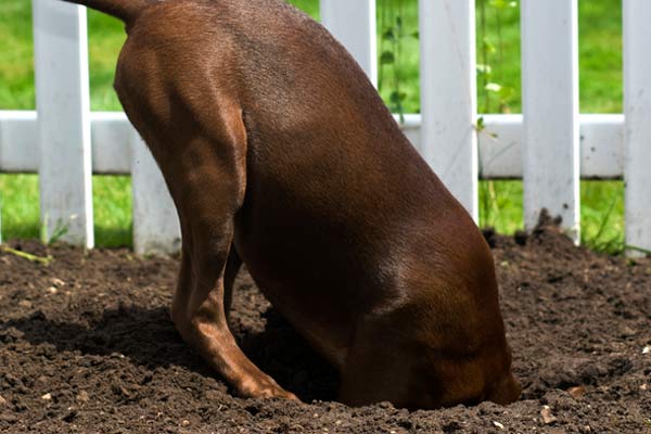 How to Stop Dogs From Digging Under Your Fence - Paramount Fence